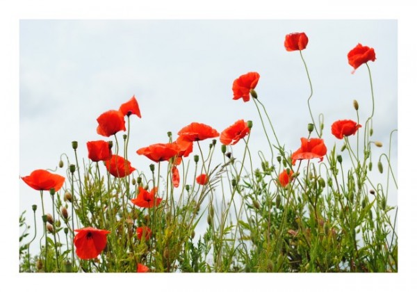 Naturkarten "Mohnblumen"