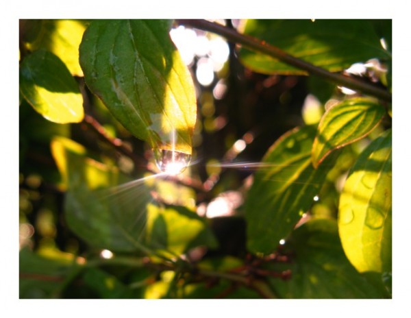 Baumkarte "Blattkristall"