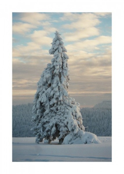 Winterkarten "Schneetanne"