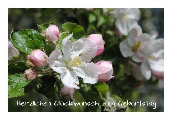 Geburtstagsglückwünsche "Herzlichen Glückwunsch zum Geburtstag"