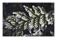 Winterkarte "Schneezweig" Winterkarte "Schneezweig"