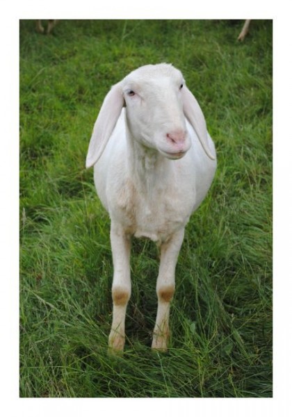 Lustige Karten "Schäfchen"