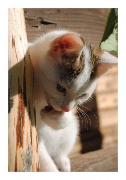 Süße Karten "Kätzchen"