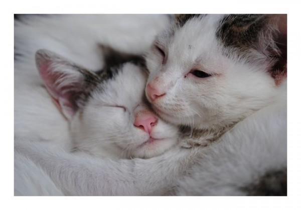 Tierkarten "Katzenfamilie"