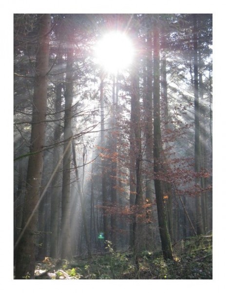 Romantische Karten "Lichtwald"