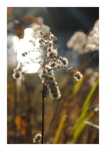 Landschaftskarten "Lichtzweig"