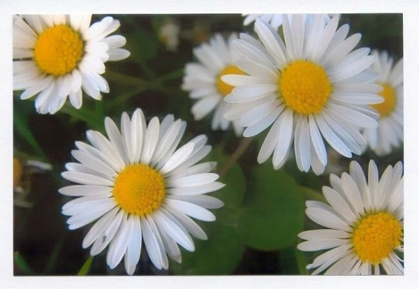 Blumenkarten "Gänseblümchen-2"