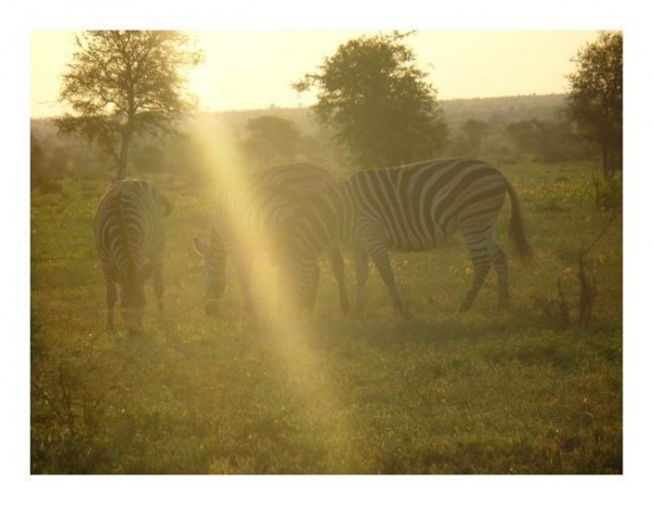 Glückwunschkarten "Zebra-1"