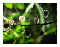 Waldkarten "Lichtreflexe" Waldkarten "Lichtreflexe"