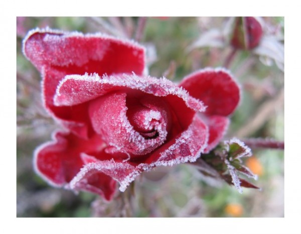 Winterkarten "Frostrose"