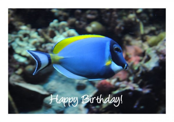 Witzige Geburtstagskarten "Fisch blau"