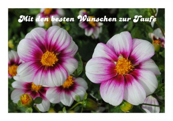 Taufkarten "Mit besten Wünschen"