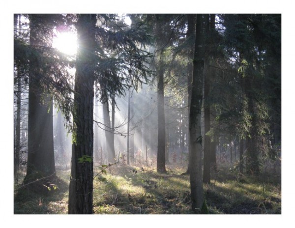 Romantische Grußkarten "Sonnenbäume"