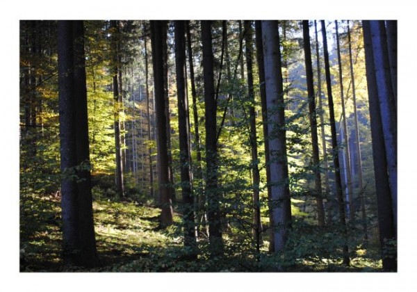 Baumkarte "Waldstimmung"