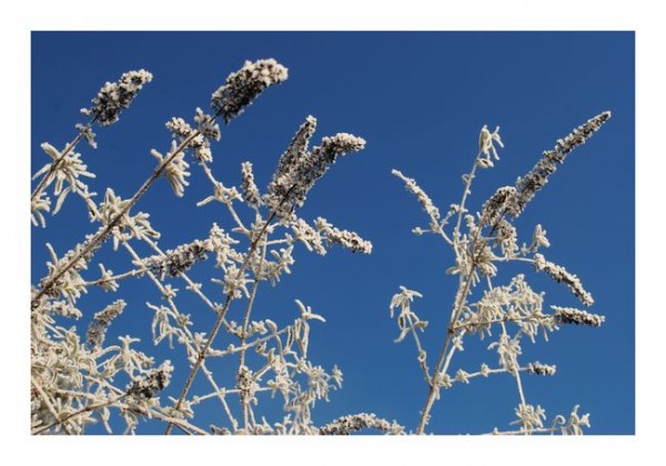 Wintergrußkarten "Eispflanzen"