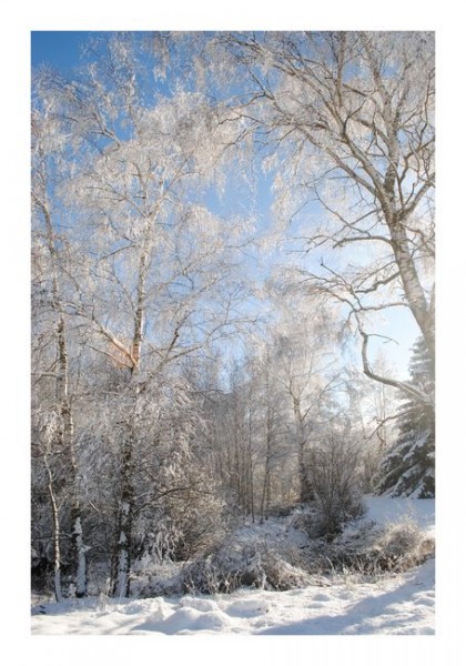 Winter-Karten "Wintergehölz"