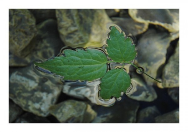 Naturkarten "Wasserblatt"