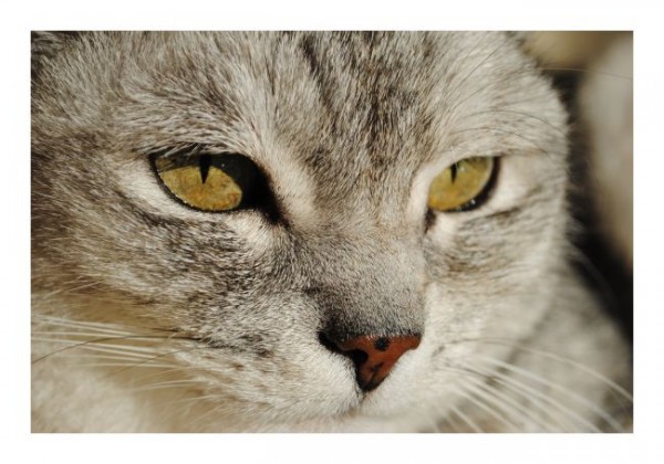 Grußkarten "Katzengesicht"