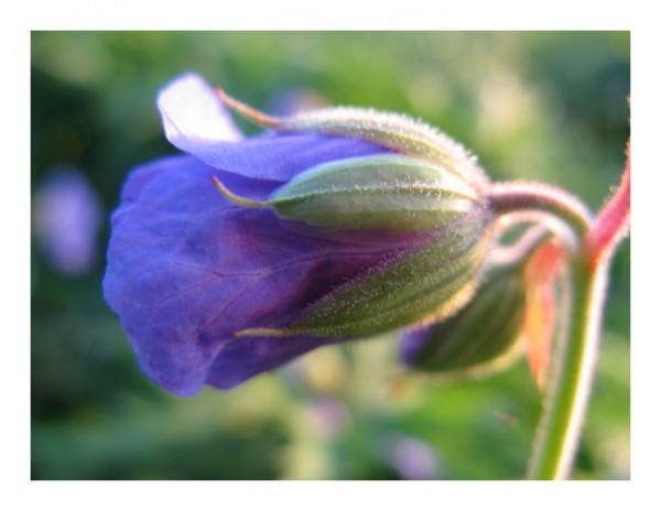 Geburtstagskarte Blumen "Storchenschnabel"