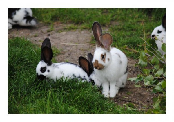 Lustige Karten "Häschen"