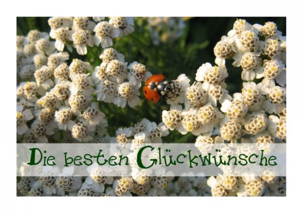 Geburtstagsgrüße "Marienkäfer"