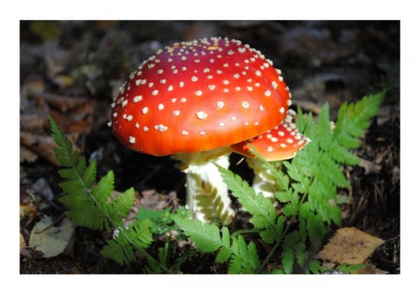 Waldkarte "Fliegenpilze"