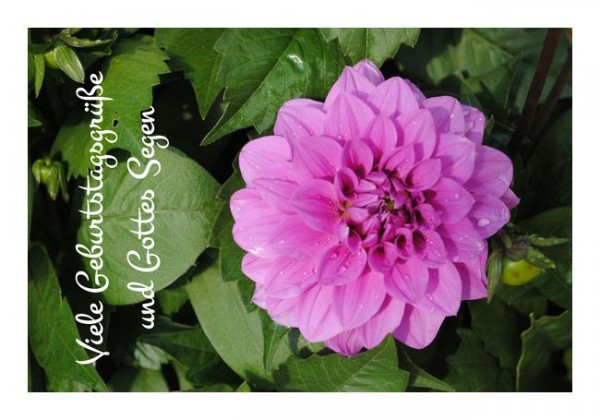 Christliche Geburtstagsgrüße "Blütenpracht"