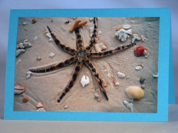 Tierkarten "Seestern"