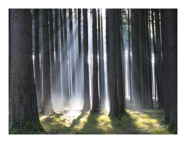 Waldkarte "Zauberwald"