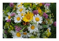 Blumenkarte "Margeritenstrauß" Blumenkarte "Margeritenstrauß"