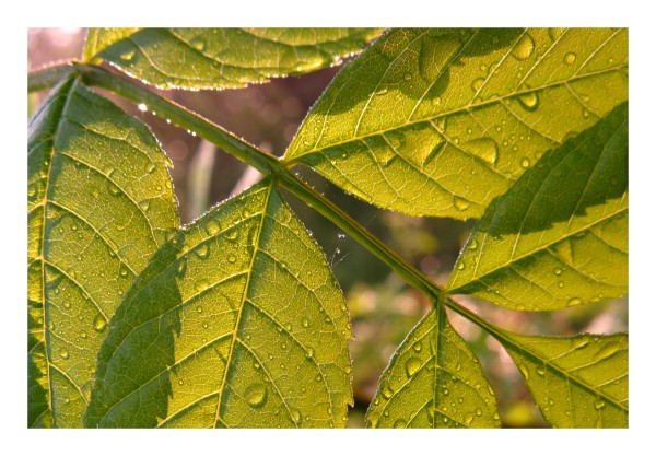 Grußkarte "Blatttropfen 1"