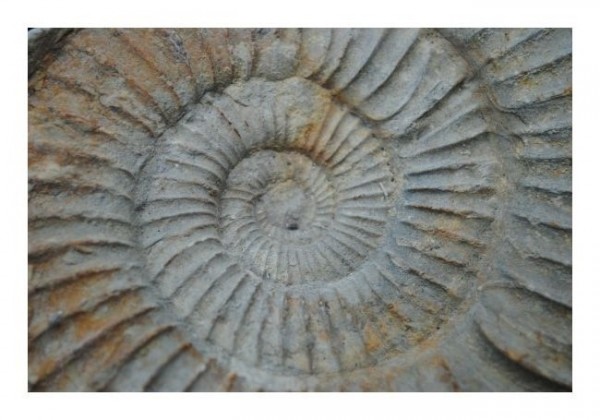 Grußkarten "Schnecke"