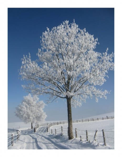 Winterkarten "Wintertraum"