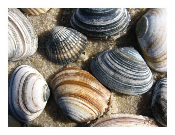 Muschelkarte "Muscheln"