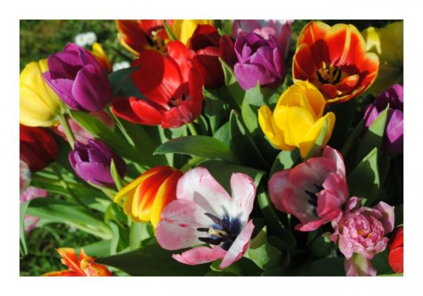 Blumenkarten "Blumenstrauß-1"