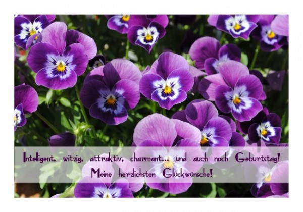 Geburtstagsglückwünsche "Hornveilchen"