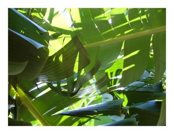 Grußkarte "Palmblatt"