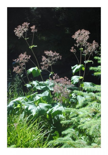 Waldkarte "Waldwiese"