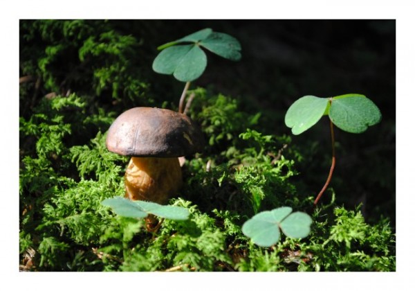 Waldkarte "Waldpilz"