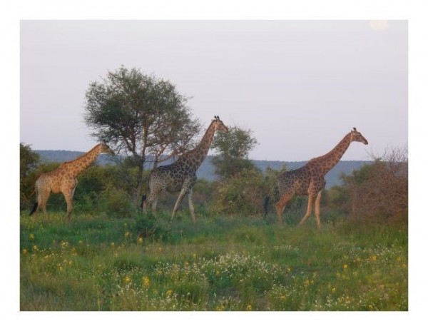 Tierkarten "Giraffen"