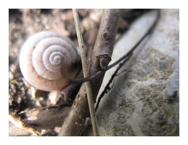 Waldkarte "Schnecke 2"