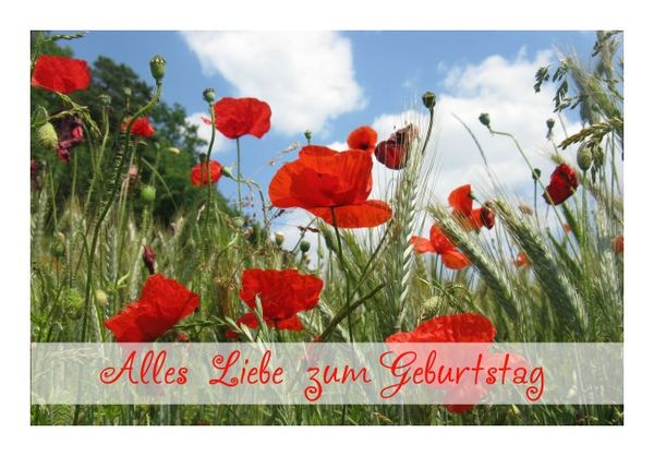 Wee Blue Coo Grußkarte – Mohnblumen-Motiv Blau-rot, 15x15 Cm, Innen Unbeschriftet, Mit Umschlag