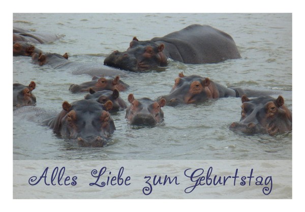 Geburtstagskarte "Nilpferde"