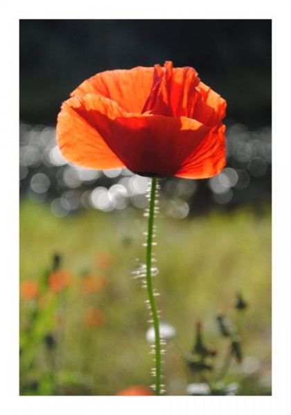 Blumenkarte "Mohnblume"