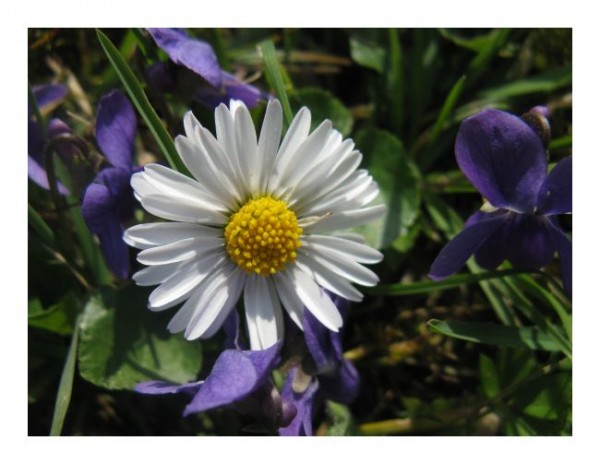 Blumen Grußkarten "Gänseblümchen-1"