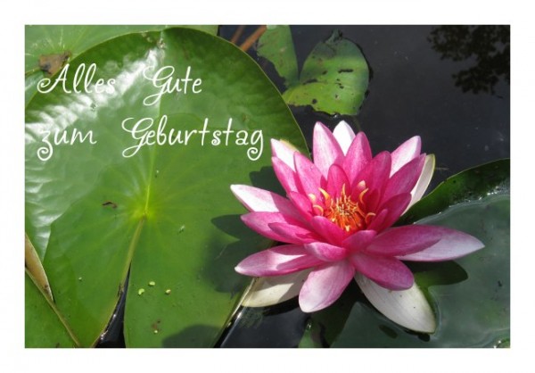 Geburtstagsgrüße "Seerose"