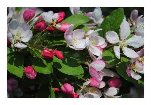 blumen-grusskarten-bluetenwunder