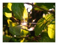 Baumkarte "Blattkristall" Baumkarte "Blattkristall"