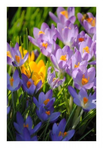 Blumenkarte "Krokusse"