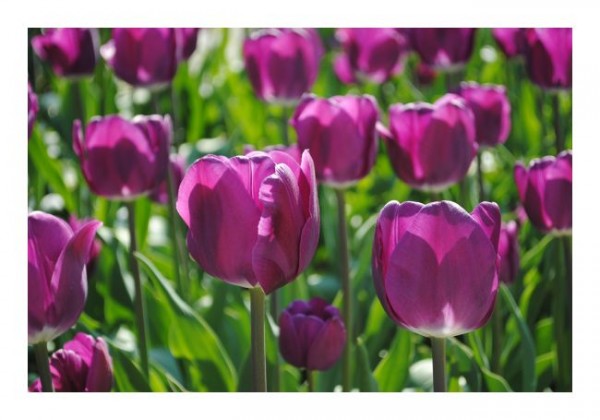 Geburtstagskarte Blumen "Tulpen"